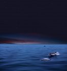 Vue panoramique de Dauphins nageant dans l'océan au clair de lune — Photo de stock