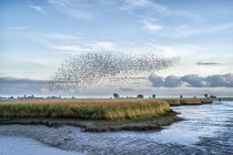 Flock of starlings over river Ems, Pektum, East Frisia, lower Saxony, Germany — Stock Photo