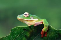 Білосніжна деревна жаба на листі, розмитий фон — стокове фото