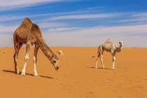 Vista panorámica de Camellos en el desierto, Riad, Arabia Saudita - foto de stock