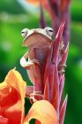 Rana albero orecchio seduto su un bocciolo di fiore, sfondo sfocato — Foto stock