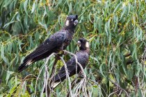 Two Short-billed Black Cockatoos on a plant at wild nature — Stock Photo