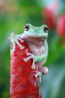 Смуглая лягушка, сидящая на цветочном бутоне, размытый фон — стоковое фото