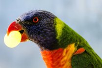 Rainbow lorikeet with a grape in his beak, blurred background — Stock Photo
