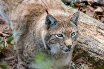 Vista close-up de masculino Eurasian Lynx — Fotografia de Stock