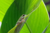 Portrait d'une grenouille sur une feuille, fond flou — Photo de stock
