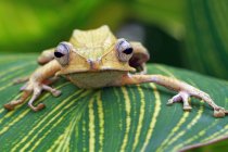 Ушастая древесная лягушка на листе смотрит в камеру, размытый фон — стоковое фото