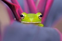 Portrait d'une grenouille sur une feuille, fond flou — Photo de stock