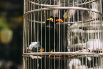Close-up de um pássaro em uma gaiola contra fundo borrado — Fotografia de Stock