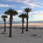 Vista panorámica de palmeras en la playa al atardecer, playa de Pensacola, Santa Rosa, Florida, América, EE.UU. - foto de stock