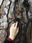 Frauenhand berührt Rinde eines Baumes — Stockfoto