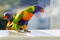 Two rainbow lorikeets sitting on a window sill, blurred background — Stock Photo
