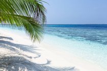 Scenic view of Palm tree on a tropical beach, Maldives — Stock Photo