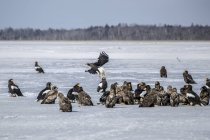 Eagles and hawks in the snow, wild life — Stock Photo