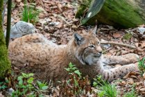 Vue de closeup du Lynx eurasien mâle, Alpes autrichiennes, Grunau im Almtal, Gmunden, Autriche — Photo de stock
