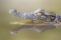 Ritratto di coccodrillo a bocca aperta in un fiume, fuoco selettivo — Foto stock