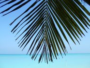 Hoja de palmera en una playa tropical, Vashafaru, Haa Alif Atoll, Maldivas - foto de stock