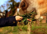 Primer plano de Chica alimentando a un caballo - foto de stock