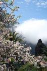 Paisagem de montanha e flor de cereja, Masca, Tenerife, Ilhas Canárias, Espanha — Fotografia de Stock