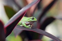 Portrait of a dumpy frog on a leaf, blurred background — Stock Photo