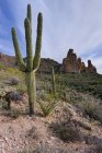 Vista panorámica de Saguaro cactus, Dutchman Trail, Tonto National Forest, Arizona, America, USA - foto de stock