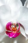 Vista de cerca de una flor de orquídea blanca - foto de stock