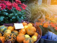 Fresh pumpkins on sale at street seasonal market in Sweden, nobody — Stock Photo