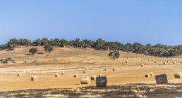 Vista panoramica di balle di fieno in un campo, Australia Occidentale, Australia — Foto stock