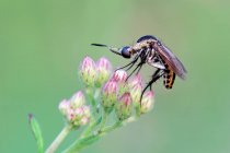 Zanzara su un fiore, messa a fuoco selettiva macro shot — Foto stock