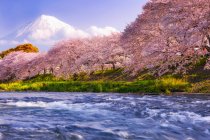 Вишня цвітіння дерева вздовж річки з горою Фудзі у фоновому режимі, Японія — стокове фото