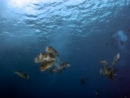 Nahaufnahme des Laichens von Buckelfischen, Koror, Palau — Stockfoto