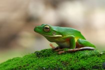 Білосніжна деревна жаба на моху, розмитий фон — стокове фото