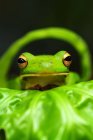 Портрет деревної жаби на листі, розмитий фон — стокове фото