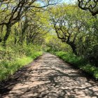 Живописный вид на Treelined road, Isle of Wight, England, UK — стоковое фото