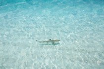Tubarão de recife de ponta preta nadando no oceano, Caribe — Fotografia de Stock