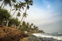 Praia forrada de palmeira, Polhena, Província do Sul, Sri Lanka — Fotografia de Stock