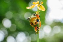 La rana voladora de Wallace sobre una flor, fondo borroso - foto de stock