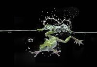 Frog diving underwater, blurred background — Stock Photo