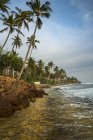 Vista panorámica de la playa bordeada de palmeras, Polhena, Provincia del Sur, Sri Lanka - foto de stock