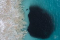 Vista aérea de tubarões alimentando-se de uma bola de isca, Carnarvon, Austrália Ocidental, Austrália — Fotografia de Stock