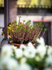 Крупним планом квіти, що ростуть в квітковому горщику — стокове фото