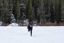 Vista panoramica del cane nero che corre sulla neve — Foto stock