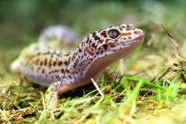 Portrait of a leopard gecko, selective focus — Stock Photo
