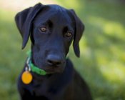Portrait of a black labrador puppy, closeup view — Stock Photo