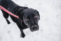 Schwarzer Labrador im Schnee, aus der Vogelperspektive — Stockfoto