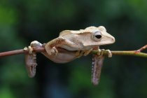 Борнео дерево жаба на гілку, розмитість фону — стокове фото