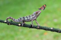 Side view of Butterfly on a Chameleons head, selective focus — Stock Photo