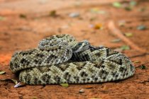 Portrait of a Diamondback Rattlesnake lying on ground, selective focus — Stock Photo