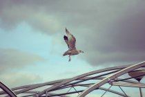 Möwe fliegt bei bewölktem Himmel über ein Bauwerk — Stockfoto