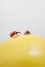 Nahaufnahme von zwei Marienkäfern auf einem Apfel — Stockfoto